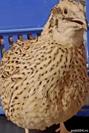 Ouă de Prepeliță pt Incubat JUMBO GOLD, pui -Greutate peste 400 de grame, procent ouat peste 85 % !
