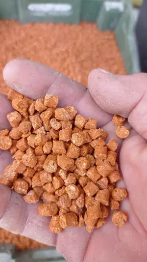 vând spărtură de porumb