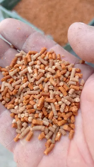 vând spărtură de porumb  - imagine 3