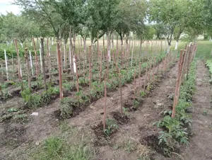 Vând casă sat Dorobanti  - imagine 2