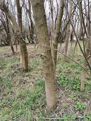 Lemn Paulownia se taie la comanda - imagine 4