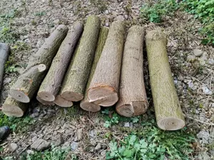 Lemn Paulownia se taie la comanda - imagine 5