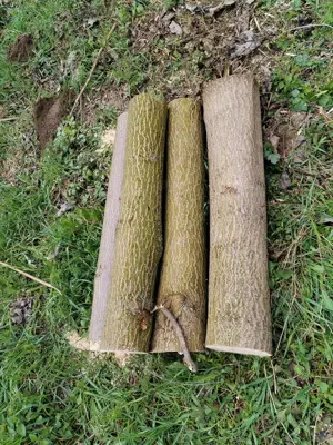 Lemn Paulownia se taie la comanda - imagine 2