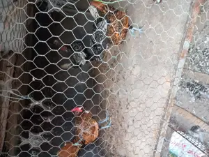 vand cocos sebright argintiu  - imagine 3