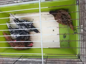 vand cocos sebright argintiu  - imagine 2