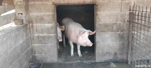 vand porci - imagine 2
