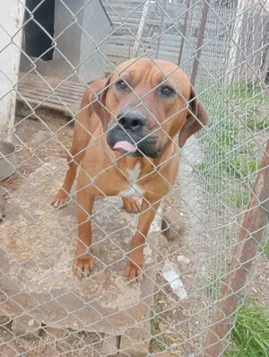 Donez tosa inu - imagine 2