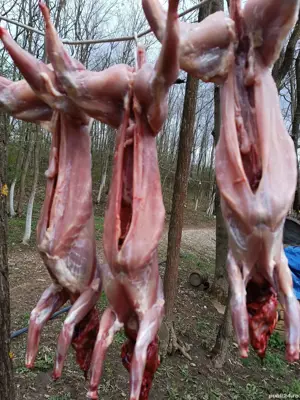 Carcasă de iepure  - imagine 5