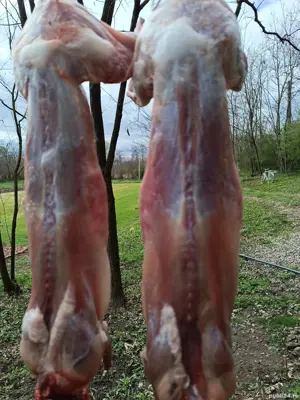 Carcasă de iepure  - imagine 4