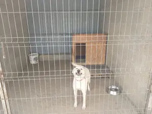 Cazare caini - imagine 2