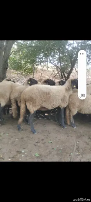 Vand oi carabase , oile se vand doar la carcasa 