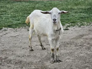 Tap rasa Saanen pentru carne(pastrama)