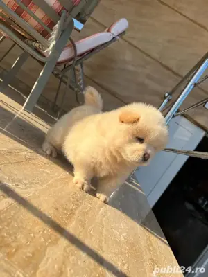 chow chow mascul foarte jucausi