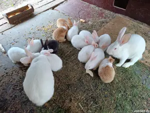 Iepurașul de Paști 