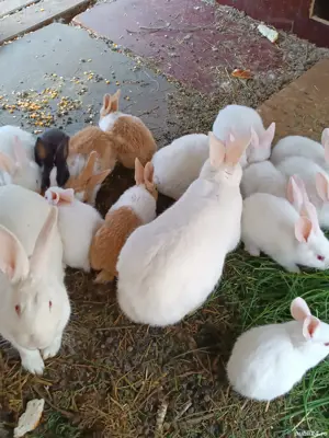 Iepurașul de Paști  - imagine 2