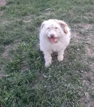 Vând mascul Lagotto în vasta de 2 ani. - imagine 2 Vând mascul Lagotto în vasta de 2 ani. - imagine 2