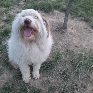 Vând mascul Lagotto în vasta de 2 ani. - imagine 5 Vând mascul Lagotto în vasta de 2 ani. - imagine 5
