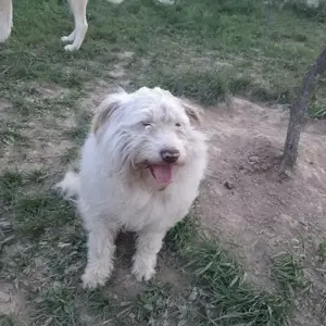 Vând mascul Lagotto în vasta de 2 ani. - imagine 4 Vând mascul Lagotto în vasta de 2 ani. - imagine 4