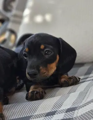 Femela și mascul din rasa teckel tekel techel 