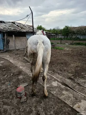 Iapă de vânzare  - imagine 2