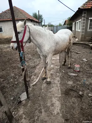 Iapă de vânzare  - imagine 4