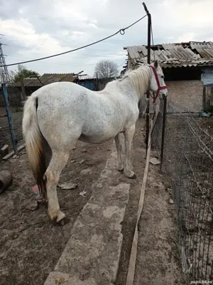 Iapă de vânzare  - imagine 3