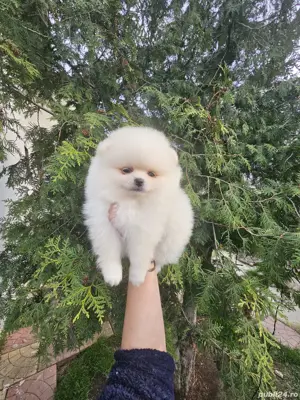 pomeranian cu pedigree - imagine 4