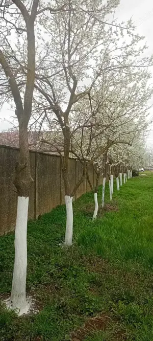 Vând loc de casă în centrul Com. Șimand, Jud. Arad