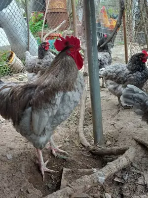 Vand oua și pui australorp albastru