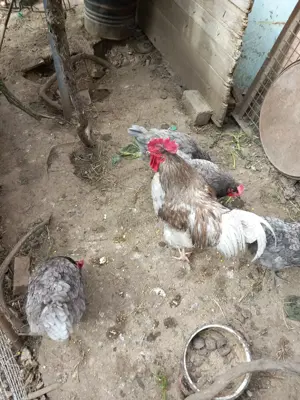 Vand oua și pui australorp albastru - imagine 2