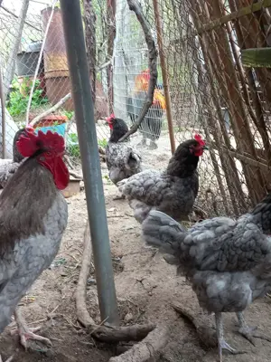 Vand oua și pui australorp albastru - imagine 5