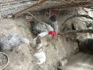 Vand oua și pui australorp albastru - imagine 3