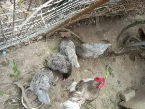 Vand oua și pui australorp albastru - imagine 4