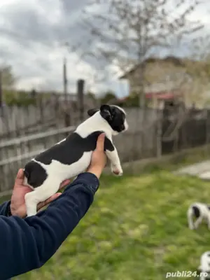 Pui bullodg francez, cadou ideal !  - imagine 2