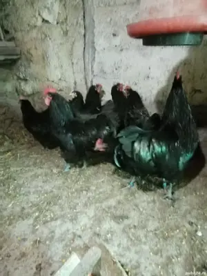 Vând  găini australorp  - imagine 2