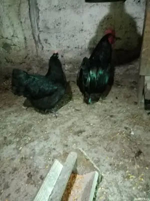 Vând  găini australorp  - imagine 3