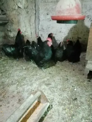 Vând  găini australorp  - imagine 4