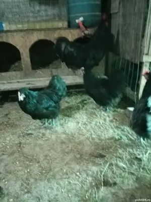 Vând  găini australorp  - imagine 5