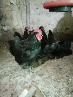 Vând  găini australorp 