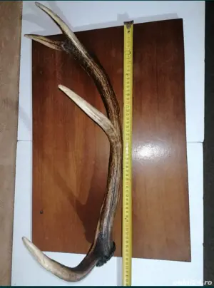 Cuier din corn de cerb - imagine 2