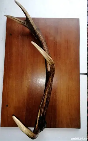 Cuier din corn de cerb - imagine 3