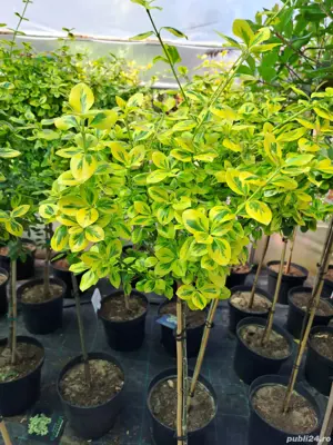 plante ornamentale  - imagine 4