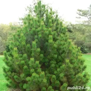 plante ornamentale  - imagine 2