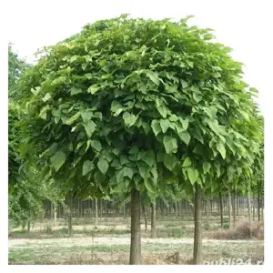 plante ornamentale  - imagine 3