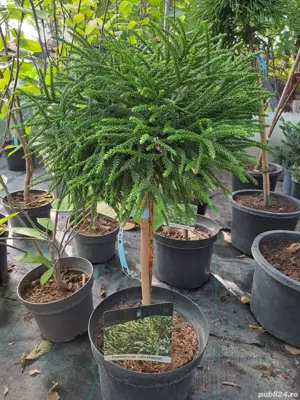 plante ornamentale  - imagine 5