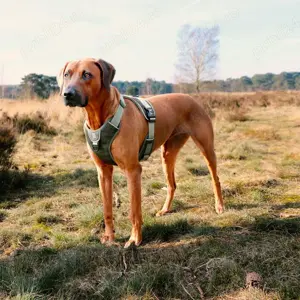 Hamuri Ultimate Fit No-Pull Classic pt.căini,(Super Ofertă). - imagine 5