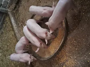 De vânzare purcei  - imagine 3 De vânzare purcei  - imagine 3