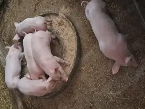 De vânzare purcei  - imagine 5 De vânzare purcei  - imagine 5