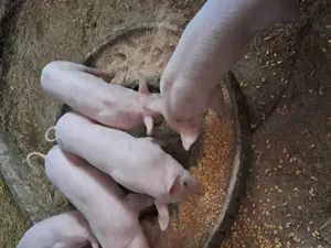 De vânzare purcei  - imagine 4 De vânzare purcei  - imagine 4