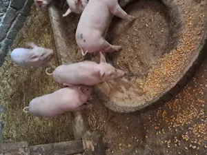 De vânzare purcei  - imagine 2 De vânzare purcei  - imagine 2